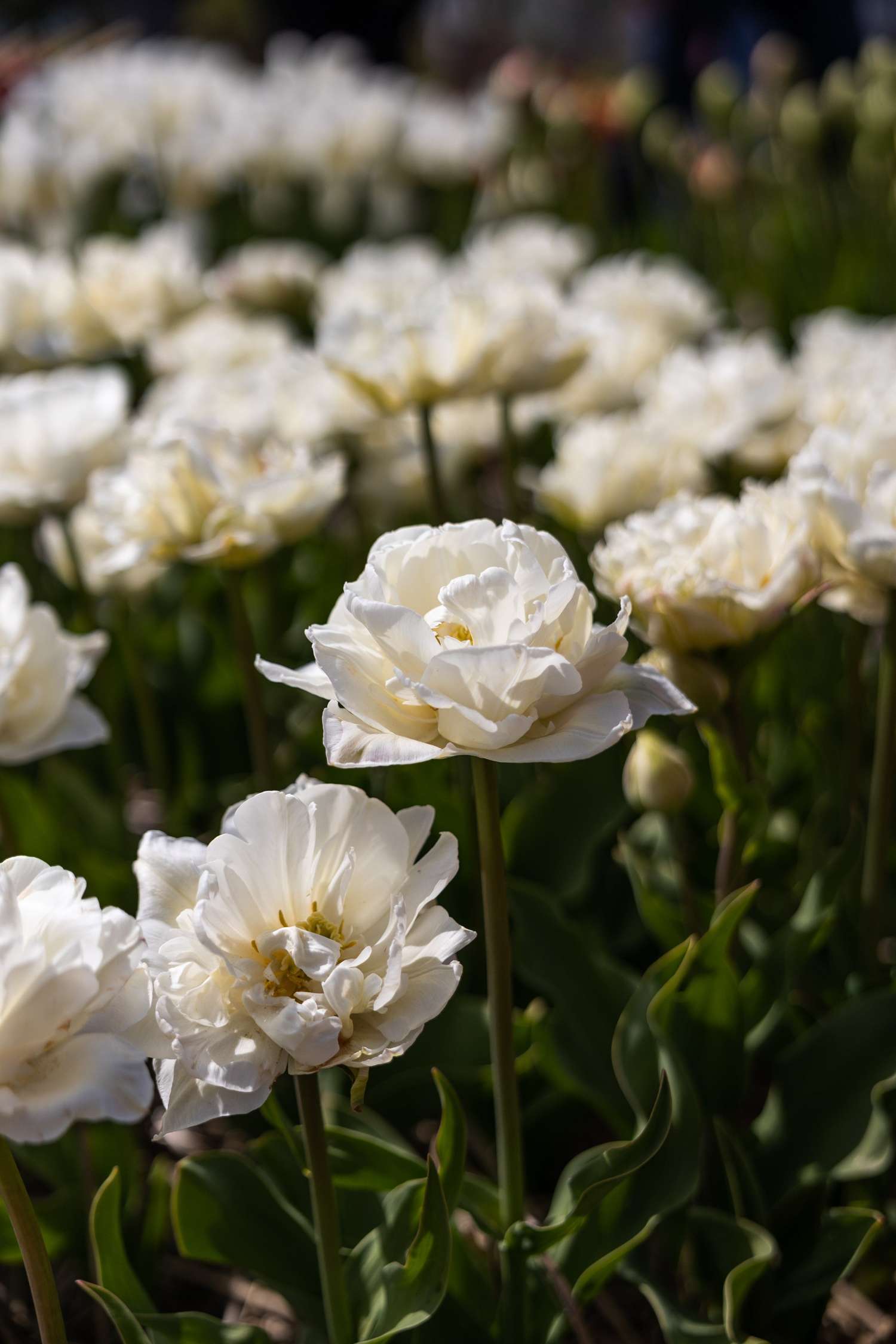 Tulipe 'Mount Tacoma'